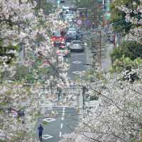 福岡限定 | 邂逅西公園的浪漫櫻花雨🌸