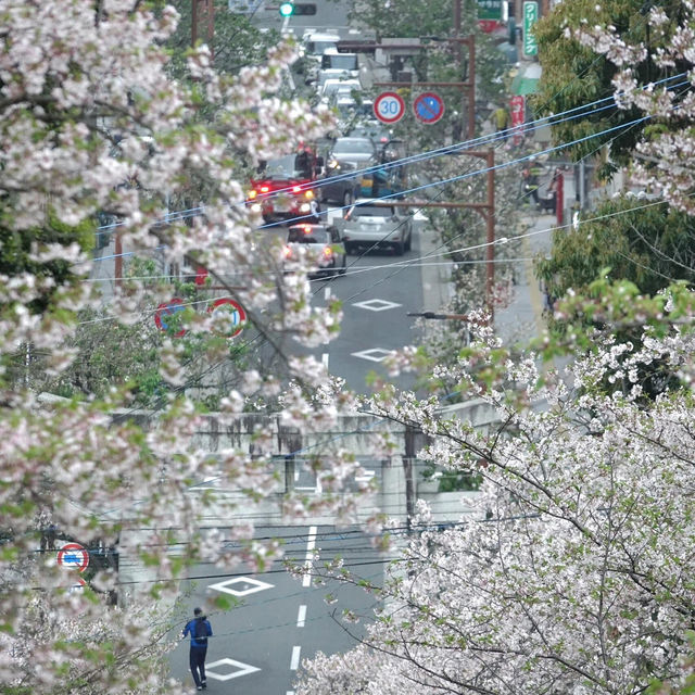 福岡限定 | 邂逅西公園的浪漫櫻花雨🌸