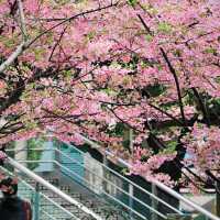 📷上海櫻花地鐵站，邂逅春日浪漫🌸