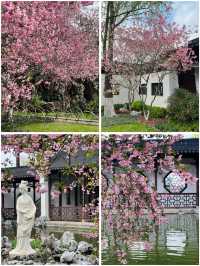 3月莫愁湖公園賞花攻略：邂逅金陵春日繁花