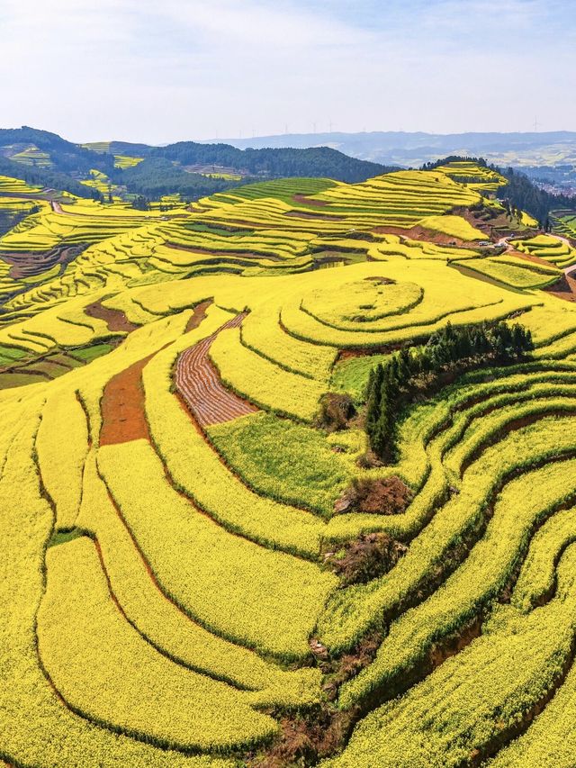 《國家地理》無騙我，在羅平遇見最美的春天