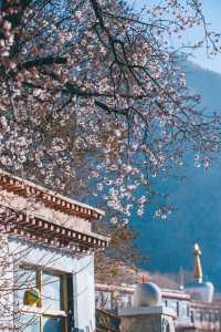 哲蚌寺，一座來了就不想走的寺廟
