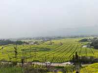 重慶墊江萬畝油菜花田