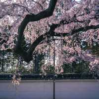 🌸京都賞櫻必去7大聖地🌸