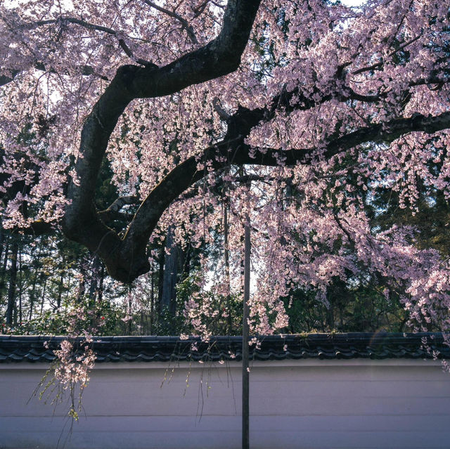 🌸京都賞櫻必去7大聖地🌸