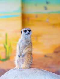 上海野生動物園：與動物共度難忘時光
