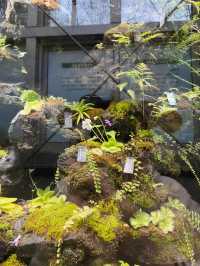 上海植物園連溫室攻略｜11個月大嬰兒感受大自然