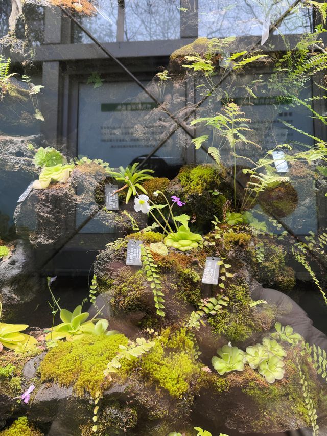 上海植物園連溫室攻略｜11個月大嬰兒感受大自然