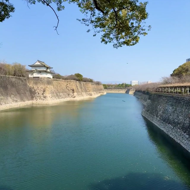 大阪城公園櫻花現狀！別當了大冤種