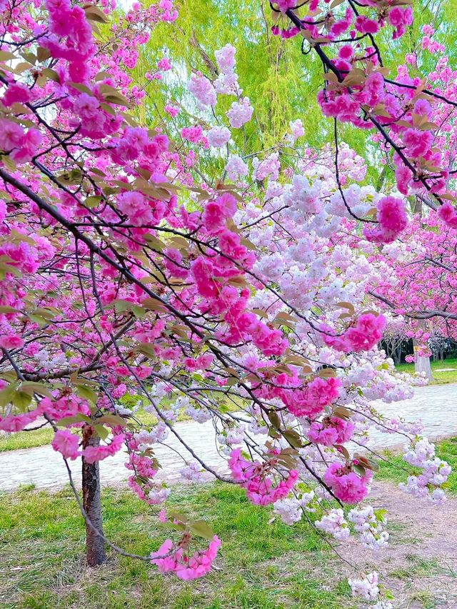 北京賞花了