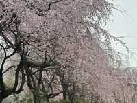 釜山櫻花季，我先替大家大飽眼福啦🌸