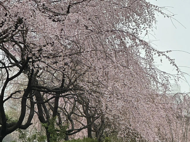釜山櫻花季，我先替大家大飽眼福啦🌸