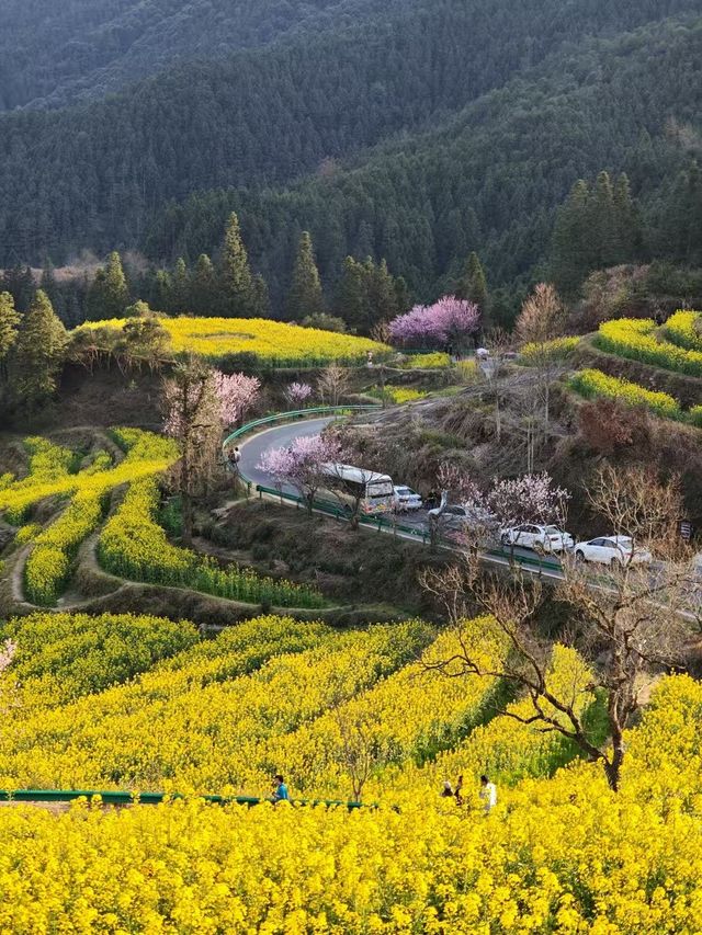 三月底婺源油菜花旅遊攻略