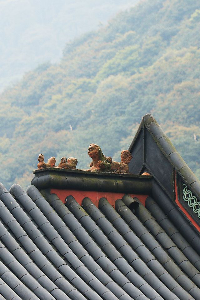 寧波尋春，免費又幽靜的天童寺簡直不要太美