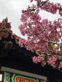 台北限定！烏雲下的浪漫櫻花盛景🌸