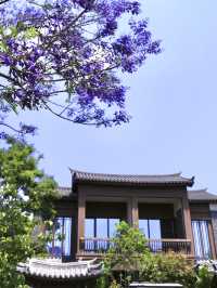 昆明限定浪漫｜住進紫色秘境裏的藍花楹攻略
