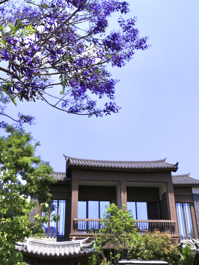 昆明限定浪漫｜住進紫色秘境裏的藍花楹攻略