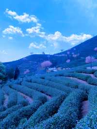這春日的茶山晚櫻太治癒了