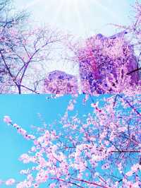 《帶她一起賞桃花朵朵開！》