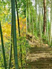 山前山後都是風景，有風無風都很自由——馬嶺古道