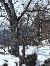 金川自駕遊，邂逅雪域梨鄉之美
