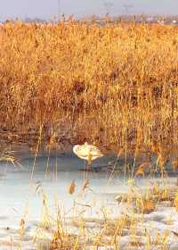 碧水藍天，候鳥天堂—瑪納斯濕地公園