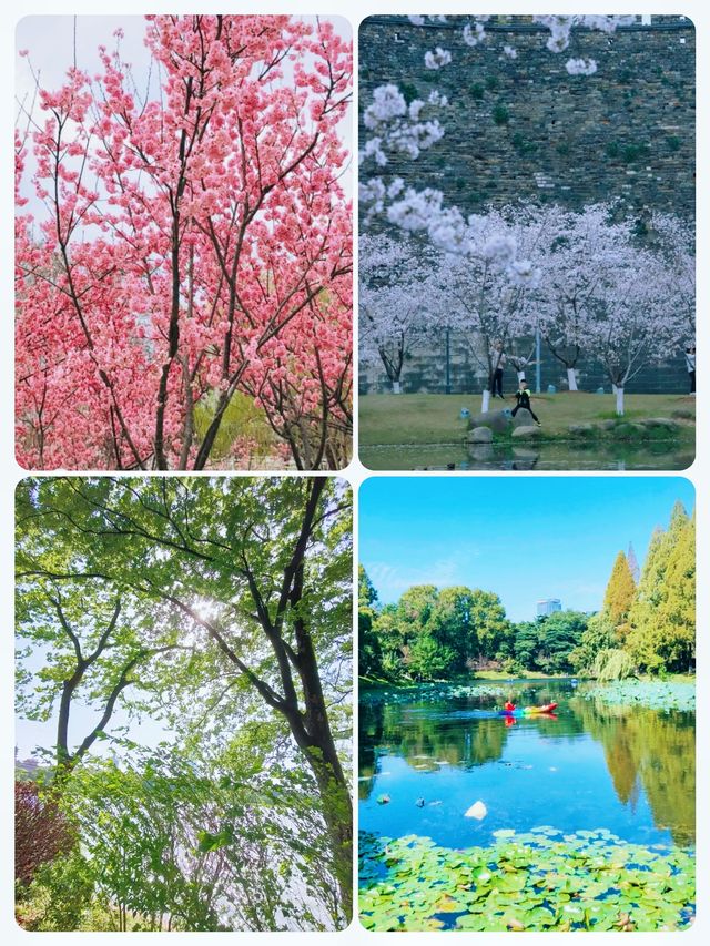 南京玄武湖賞花全攻略｜承包整個春天的浪漫，避開人潮這樣拍