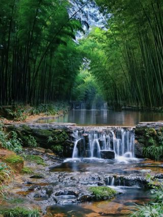 Is Shunan Bamboo Sea Really Worth Visiting? This Guide Tells You the Answer!