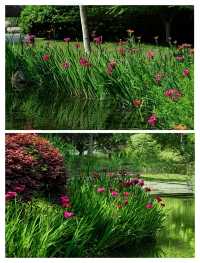 闖入杭州莫奈花園，邂逅鳶尾花海。