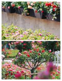 杭州頂流，0蚊衝入莫奈月季花園。