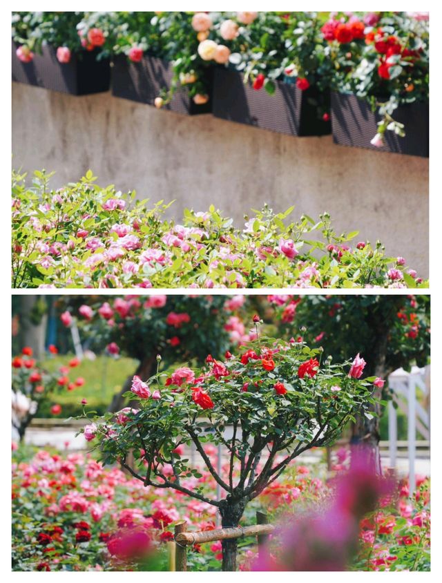 杭州頂流，0蚊衝入莫奈月季花園。