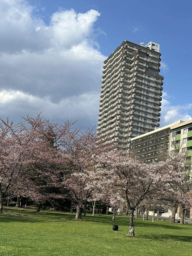 🌸北海道札幌中島公園 | 春日櫻花盛景🌸