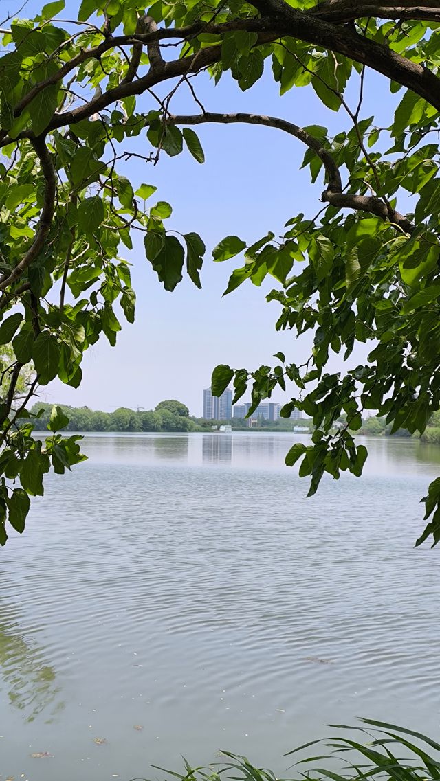 打卡太湖圖影濕地文化園