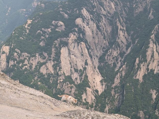 Most Dangerous and Exciting Climb @ Mount Hua 🏔️
