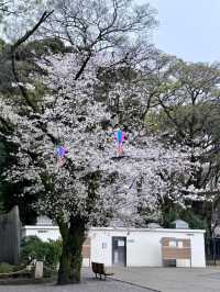 東京飛鳥公園交通攻略：輕鬆抵達都市綠洲