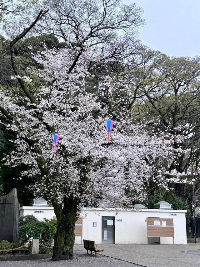 東京飛鳥公園交通攻略：輕鬆抵達都市綠洲