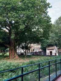 從香港出發去澳門益隆炮竹廠舊址遊徑的跨境交通攻略