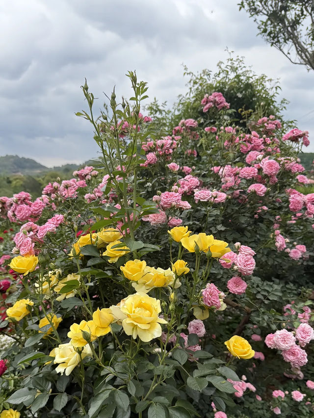 梅州藏住片「月季秘境」，免費打卡現實版莫奈花園