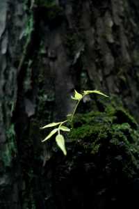 分享一組家門口杭州植物園綠野仙蹤版美圖