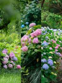 繡球風暴｜闖入6大莫奈花園！
