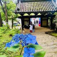 🌊 Ibaraki Summer Adventure: Hidden Gems Near Tokyo!