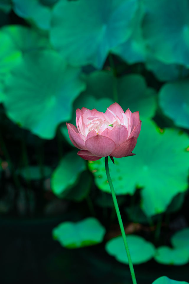 推窗即入畫，私湯映芙蕖，賞荷地圖已開啟！