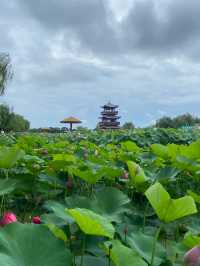 河北省白洋淀景區旅遊攻略