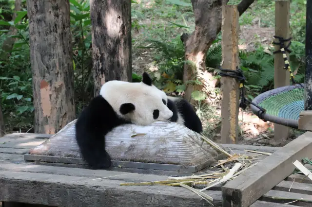 Guangzhou Chimelong Panda Cool Summer Guide | A Must-Visit This Summer!