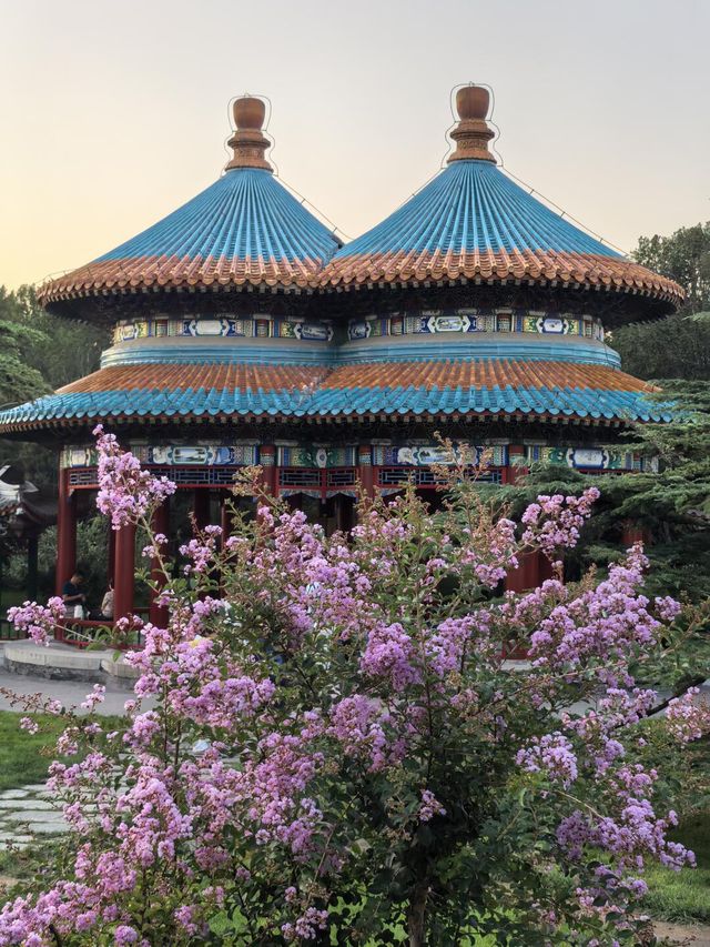 天壇夏暮：槐花紫薇共舞的時光