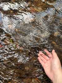 杭州九溪徒步｜喺小溪同茶園治癒系吸氧