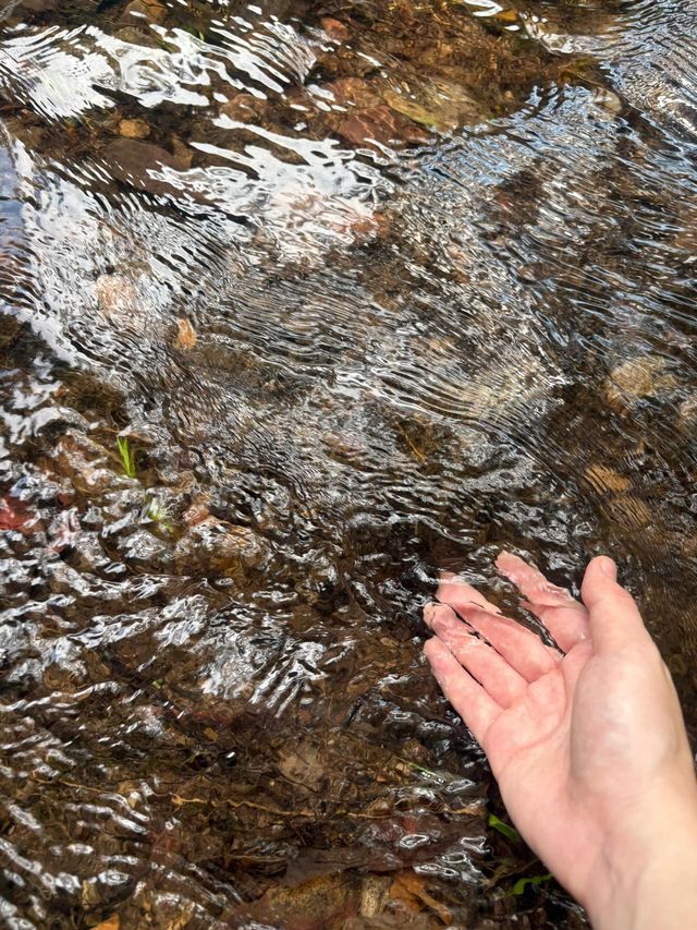 杭州九溪徒步｜喺小溪同茶園治癒系吸氧