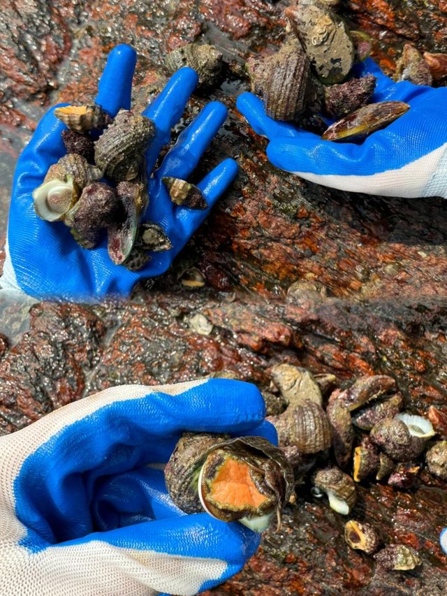 深圳&周邊趕海湊仔秘笈 帶娃挖蜆、捉蟹超減壓！
