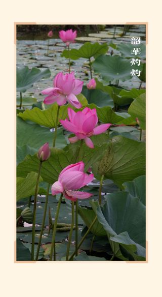 If you don't visit the lotus pond in midsummer, you're really missing out on the dazzling lotus flowers!