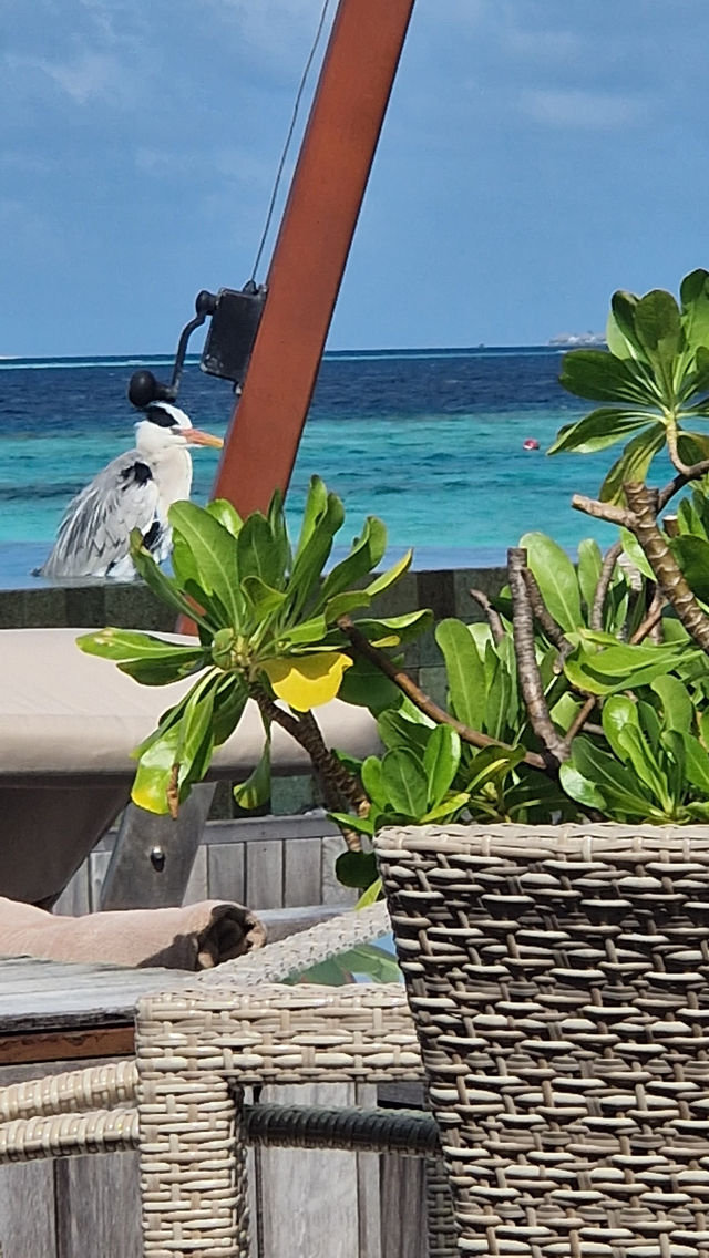 Two Blissful Weeks in Paradise